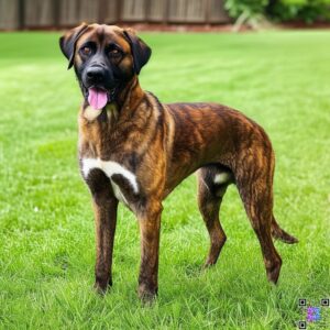 Brown Anatolian Shepherd Mix Brindle Mix