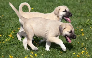 anatolian-puppies